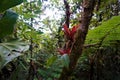 Bromelia plant growing on mossy tree in Las Quebradas