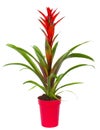 Bromelia plant in pot Royalty Free Stock Photo