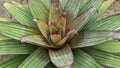Bromelia plant in a pot Royalty Free Stock Photo