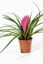 Bromelia plant in pot Royalty Free Stock Photo