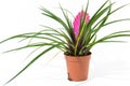 Bromelia plant in pot Royalty Free Stock Photo