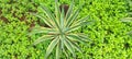 Bromelia plant star green scrub