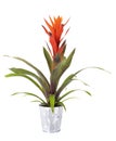 Bromelia plant in studio Royalty Free Stock Photo