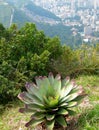 Bromelia plant on top of Corcovado Royalty Free Stock Photo