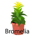 Bromelia pot for flowers, with earth, pink, for seedlings, pots.