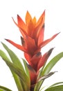 Bromelia plant in studio Royalty Free Stock Photo