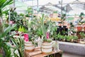 Bromelia Tillandsia Curly Slim in a plant store