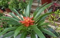 Bromelia trees bloom in the spring in the garden.