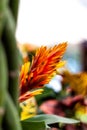 Orange tropical plant .Closeup Orange bromelia plant. Freshy flower. Exotic plant. Homedecor plant. Copy space