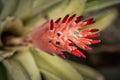 Bromeliaceae, Beautiful colorful flower Royalty Free Stock Photo