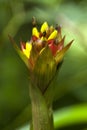 The bromeliad is one of many tropical flowers found in the Monteverde Cloud Forest Reserve. Royalty Free Stock Photo