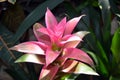 Bromeliaceae flower at summer day