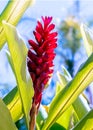 Bromeliaceae, subfamily Bromelioideae