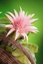 Bromeliad