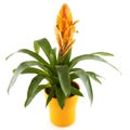 Bromeliad Royalty Free Stock Photo