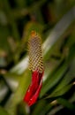 Bromeliad