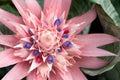 Bromeliad (Aechmea fasciata) Royalty Free Stock Photo