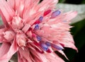 Bromeliad (Aechmea fasciata) Side View