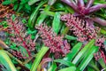 Bromeliad Aechmea fulgens x ramosa hybrid, `Shining Light` cultivar - Davie, Florida, USA