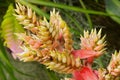 Bromeliad Aechmea Plant in Bloom