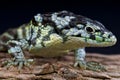 Bromeliad alligator lizard