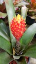 Bromeliad or beauty pineapple