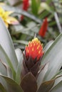 Bromeliad in Bloom Royalty Free Stock Photo