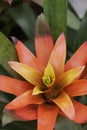 Bromeliad in Bloom Royalty Free Stock Photo