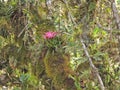 bromeliad on the branch of a tree Royalty Free Stock Photo