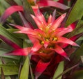Bromeliad - Bromeliaceae - against a leafy background in a greenhouse in Panama