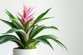 Bromeliad (Bromeliaceae genera) in Flowerpot Closeup, Bromeliad Macro House Plant in Flowerpot