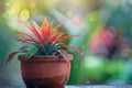 Bromeliad (Bromeliaceae genera) in Flowerpot Closeup, Bromeliad Macro House Plant in Flowerpot