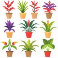 Bromeliad (Bromeliaceae genera) Pot Plant Icon Set, Bromeliaceae genera Plant Flat Design Royalty Free Stock Photo