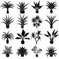 Bromeliad (Bromeliaceae genera) Pot Plant Icon Set, Bromeliaceae genera Plant Flat Design