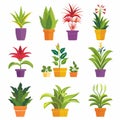 Bromeliad (Bromeliaceae genera) Pot Plant Icon Set, Bromeliaceae genera Plant Flat Design