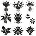 Bromeliad (Bromeliaceae genera) Pot Plant Icon Set, Bromeliaceae genera Plant Flat Design