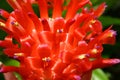 Bromeliad - Closeup