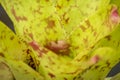 Bromeliad closeup background