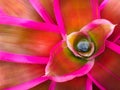 Bromeliad closeup bright red pink