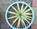 Bromeliad dyckia sawblade plant in pot. top view