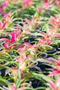 Bromeliad. Royalty Free Stock Photo