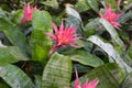 Bromeliad flower in bloom in springtime Royalty Free Stock Photo