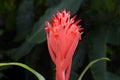 Bromeliad flower