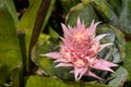 Bromeliad flower in pink color amid the green of its leaves