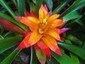 Bromeliad flower on tropical garden, Guzmania lingulata Royalty Free Stock Photo