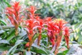 Bromeliad flower in various color in garden for postcard beauty decoration and agriculture concept design