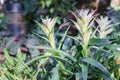 Bromeliad flower in various color in garden for postcard beauty decoration and agriculture concept design. Bromeliad Nidulyarium