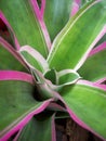 Bromeliad Royalty Free Stock Photo