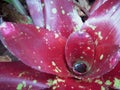 Bromeliad Royalty Free Stock Photo