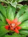 Bromeliad Royalty Free Stock Photo